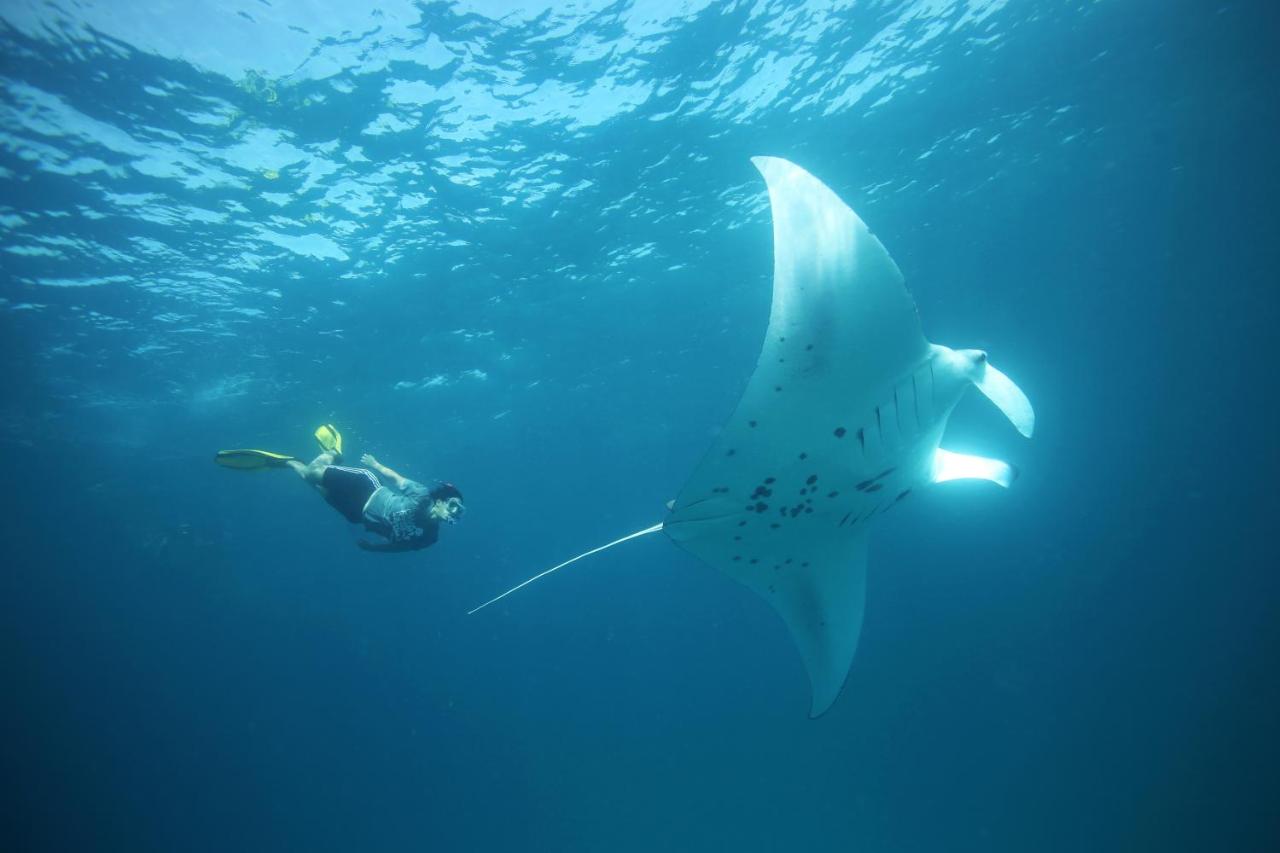 Anantara Kihavah Maldives Villas - mergulho, manta no resort de luxo nas Ilhas Maldivas