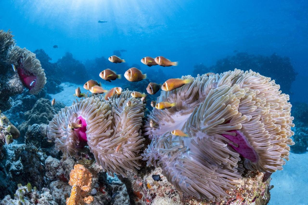 COMO Maalifushi - subaquático, recife de corais no resort de luxo nas Ilhas Maldivas