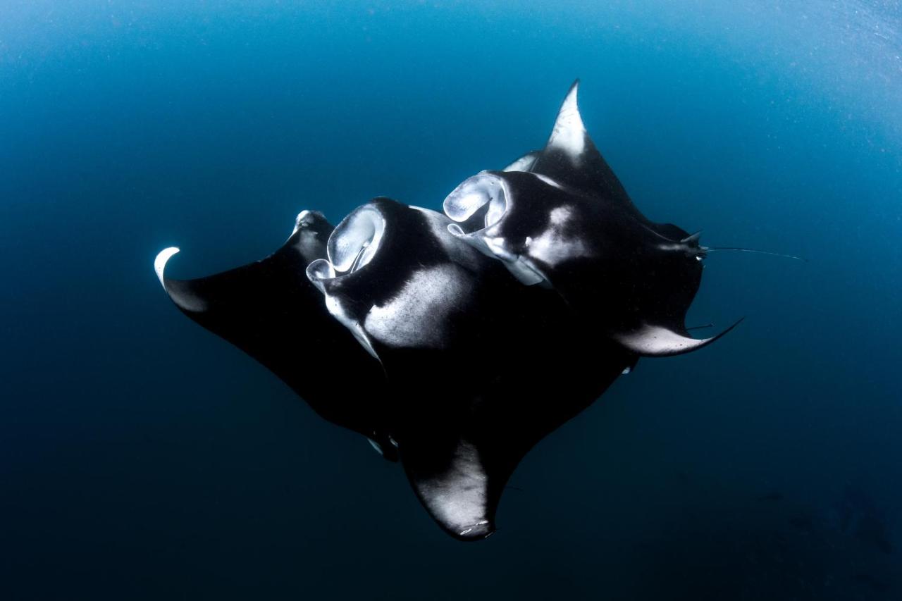 Finolhu Baa Atoll Maldives - manta rays, subaquático no resort de luxo nas Ilhas Maldivas