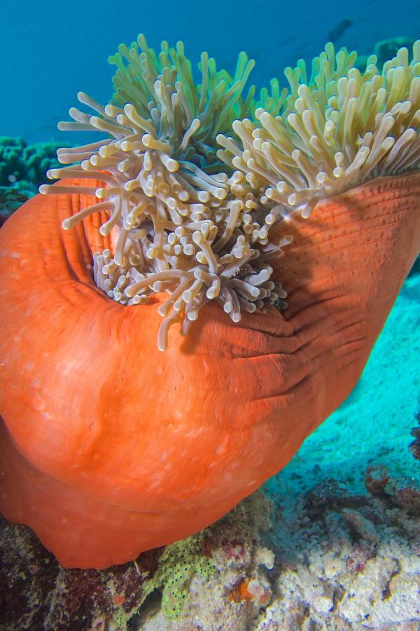 Milaidhoo Island Maldives - anêmona do mar, recife de coral no resort de luxo nas Ilhas Maldivas