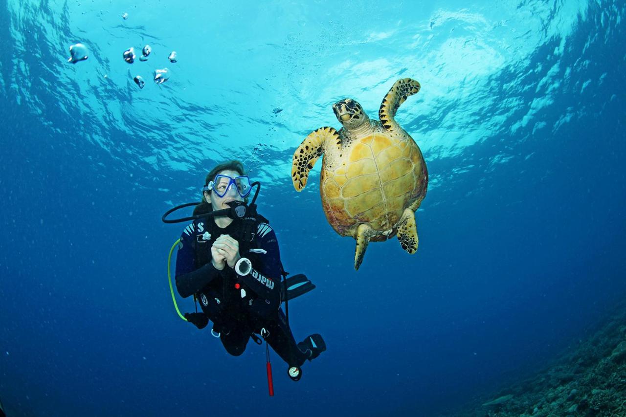 Radisson Blu Resort Maldives - mergulho, tartaruga marinha no resort de luxo nas Ilhas Maldivas