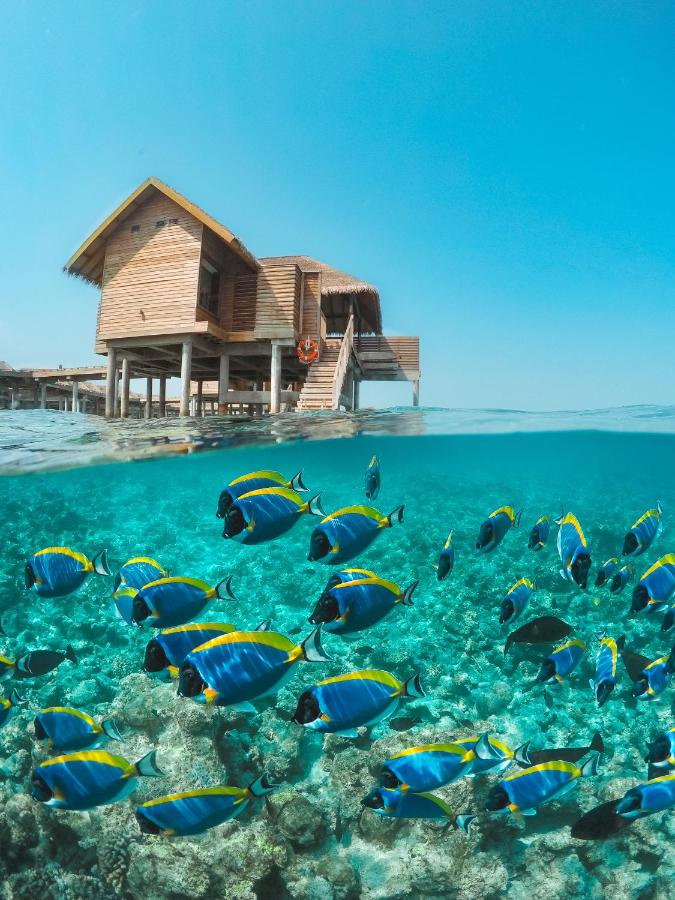 Vakkaru Maldives - vila sobre a água, peixes tropicais no resort de luxo nas Ilhas Maldivas